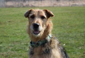 Jarry the Airedale, my pairalegal